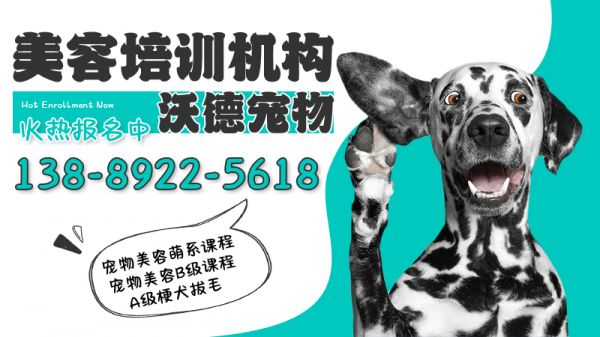 2026精选：辽宁C级萌系宠物美容课程/门店宠物美容课程培训学校排名解读