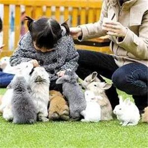 室内萌宠乐园口碑