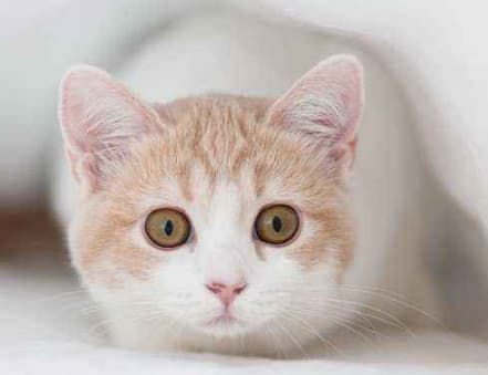 宠物物流是什么样的行业类别_宠物食品市场规模与增长趋势_宠物医疗行业痛点与解决措施