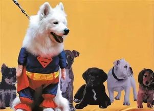 国美萌宠集，宠物生活圈