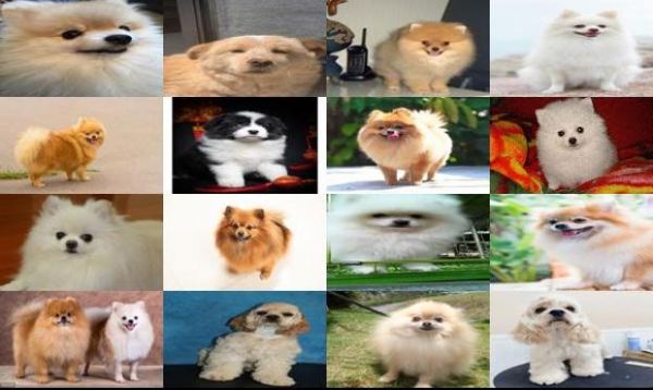 国美狗是什么狗