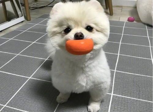 博美狗高贵，国美狗亲民。