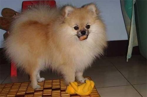 博美狗高贵，国美狗亲民。