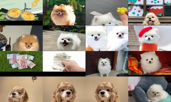 国美狗品种图片