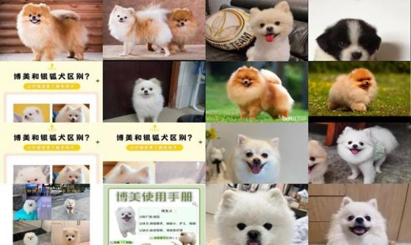 国美狗还是博美狗