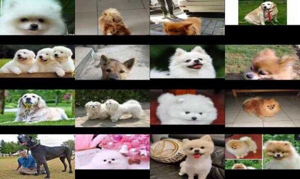 国美狗能活多少年