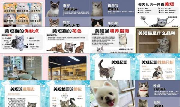 国美宠物多少钱一只