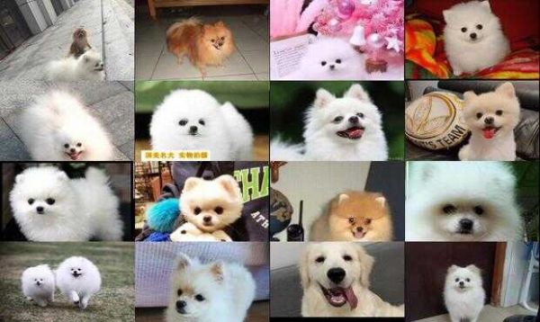 国美狗的优缺点