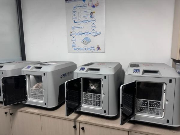 “毛孩子”可以单独出行了！高铁宠物托运服务升级