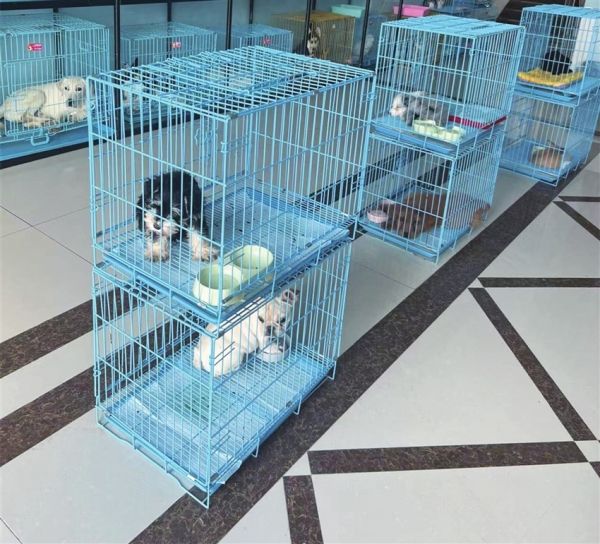 　　店堂内销售的宠物猫狗。　　记者 吴涛摄