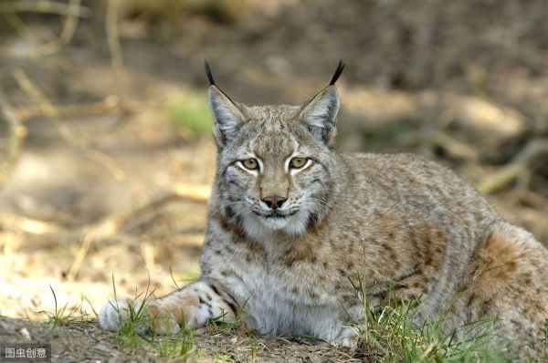 最喜欢独来独往的七种动物，一起来看看吧
