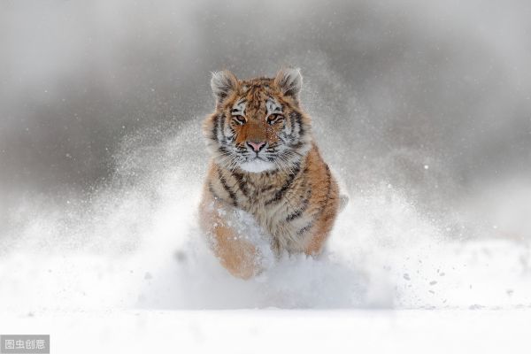 最喜欢独来独往的七种动物，一起来看看吧