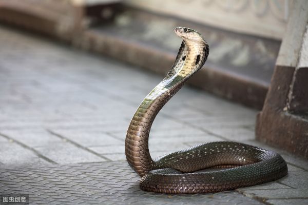 最喜欢独来独往的七种动物，一起来看看吧