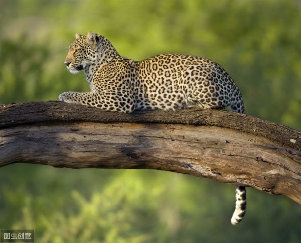 最喜欢独来独往的七种动物，一起来看看吧