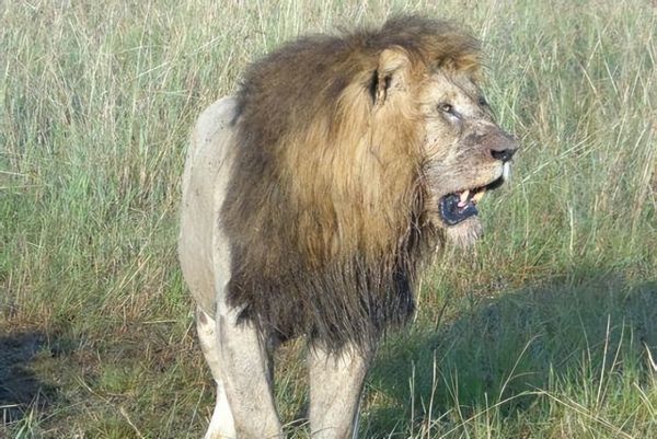 盘点世界十大群居动物，你知道几种呢？