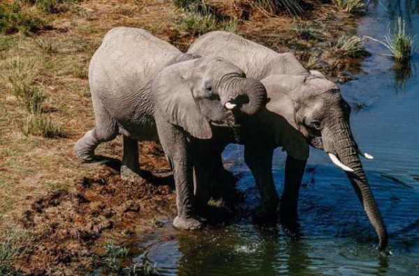 盘点世界十大群居动物，你知道几种呢？