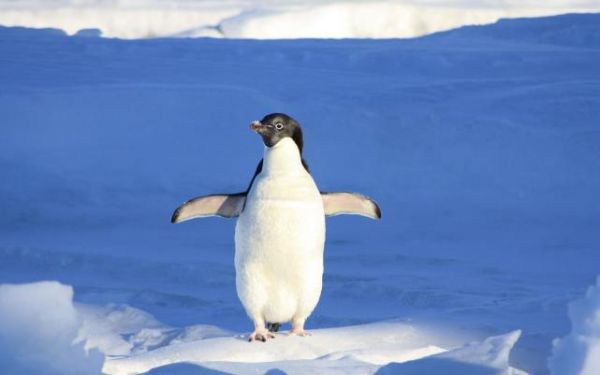 盘点世界十大群居动物，你知道几种呢？