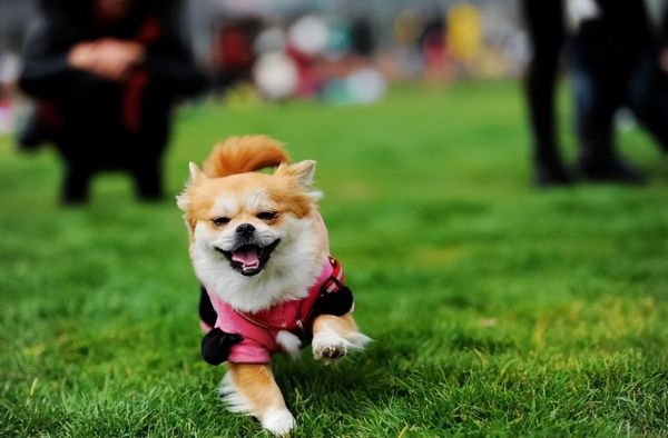 盘点世界十大群居动物，你知道几种呢？