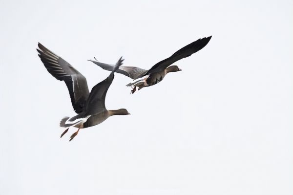 盘点世界十大群居动物，你知道几种呢？
