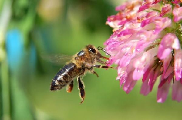 盘点世界十大群居动物，你知道几种呢？