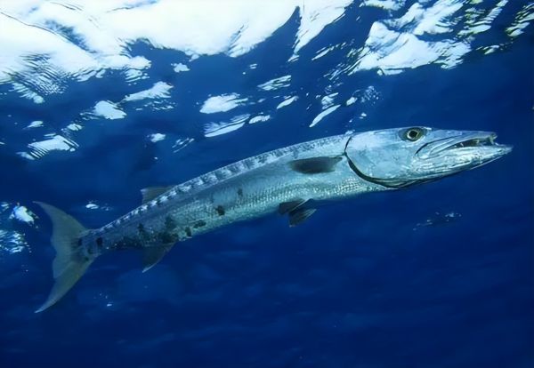 盘点世界十大群居动物，你知道几种呢？