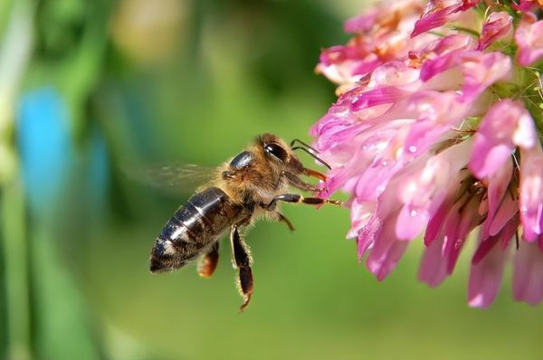 盘点世界十大群居动物，你知道几种呢？