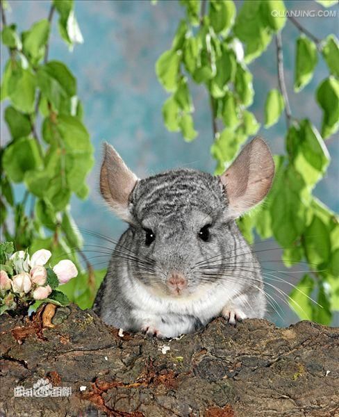 群居宠物:如何选择适合家庭的宠物?十大适合家庭养的群居宠物推荐