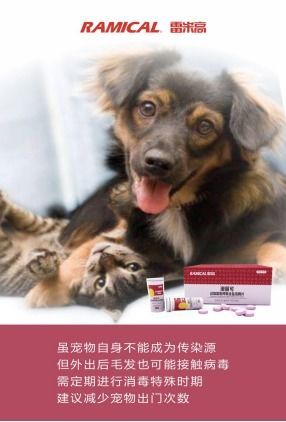 群居宠物:如何选择适合家庭的宠物?十大适合家庭养的群居宠物推荐