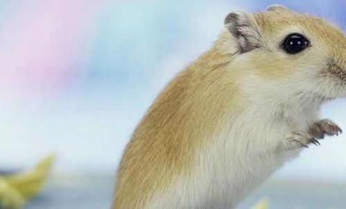 群居宠物:如何选择适合家庭的宠物?十大适合家庭养的群居宠物推荐