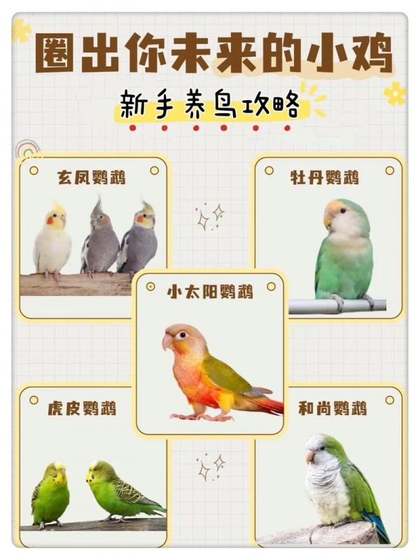 家养牡丹鹦鹉注意事项_饮食搭配与注意事项