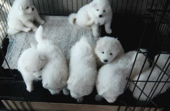 宠物入客舱机票价格_吉祥航空宠物入座服务_南航宠物托运收费标准国际版