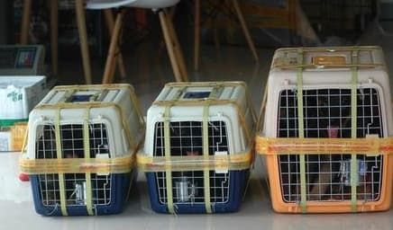 上海国际南航宠物托运价格_海南航空带宠上飞机政策_宠物客舱运输服务
