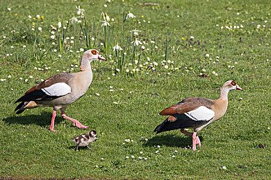 男人挺进雌性宠物爽到叫：男宠体验馆：减压新潮流，快乐回童年-5