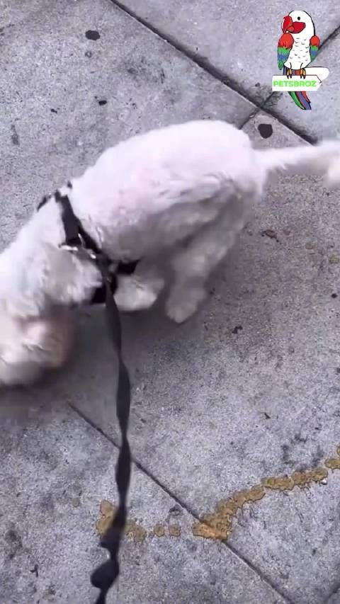 宠物便便的不幸