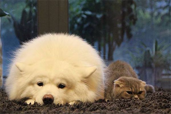 宠物店连锁加盟