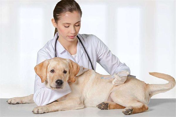 宠物店连锁加盟