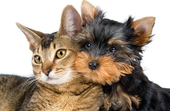 神武宠物排位赛攻略_神武死亡骑士排位赛技巧_神武新宠物托运