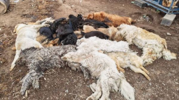 黑龙江宠物馆17条狗死亡，负责人称系被投毒