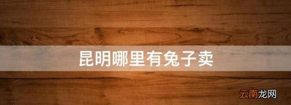 昆明哪里有兔子卖，武汉哪里有卖宠物兔的地方