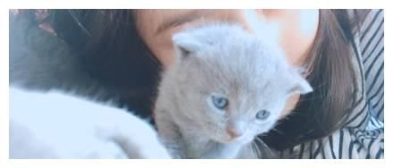 宋祖儿的三只狗五只猫，可爱爆了