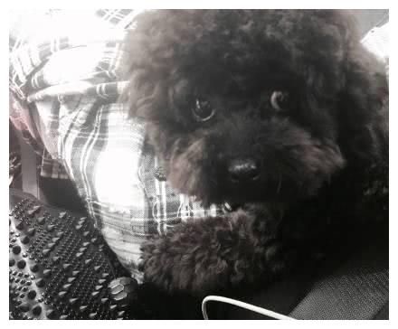 宋祖儿的三只狗五只猫，可爱爆了