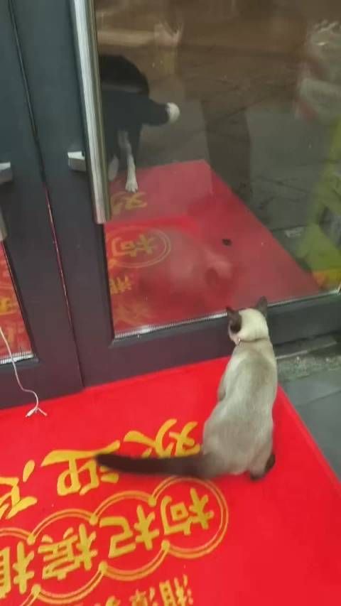 怂和斗 萌宠萌宠生活手记日常碎片plog宠物日常宠物