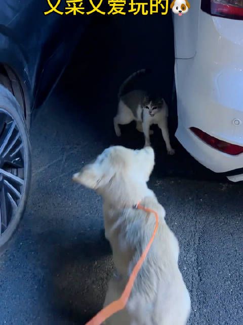 小狗主动搭讪猫猫，又菜又怂，最后尴尬离场