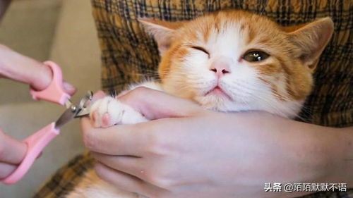 剪猫咪指甲一次大概多少钱？
