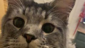 剪猫咪指甲一次大概多少钱？