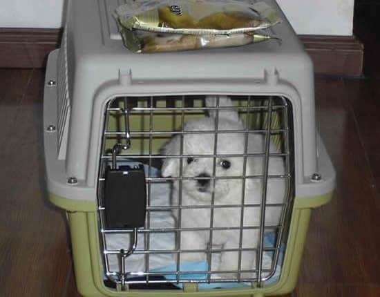 哈尔滨到重庆宠物托运证件_邮政托运宠物_宠物托运流程及注意事项