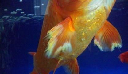 华兴宠物市场养鱼老手都知道，养鱼老手都知道，：保定华兴宠物市场养鱼老手都知道，养鱼老手都知道 华兴宠物市场养鱼老手都知道，养鱼老手都知道，：保定华兴宠物市场养鱼老手都知道，养鱼老手都知道 鱼缸百科