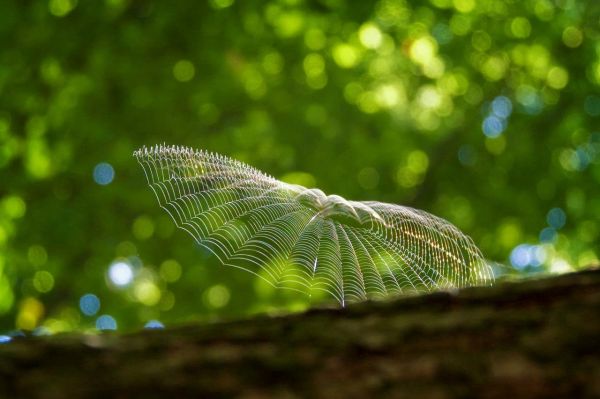 3. 宠物捕捉时间点