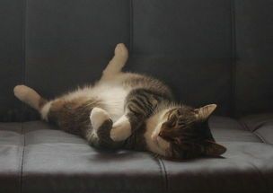 2025年高铁还能带宠物猫吗？