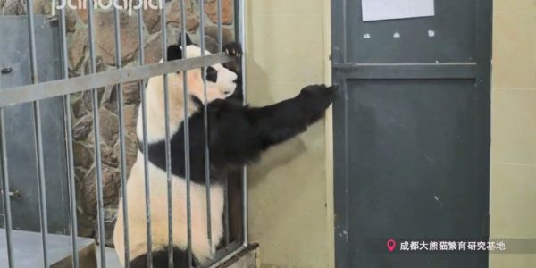 【动物蹦迪】帅今天就要跳舞！！